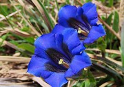 29 Gentiana clusii (Genziana di Clusius)